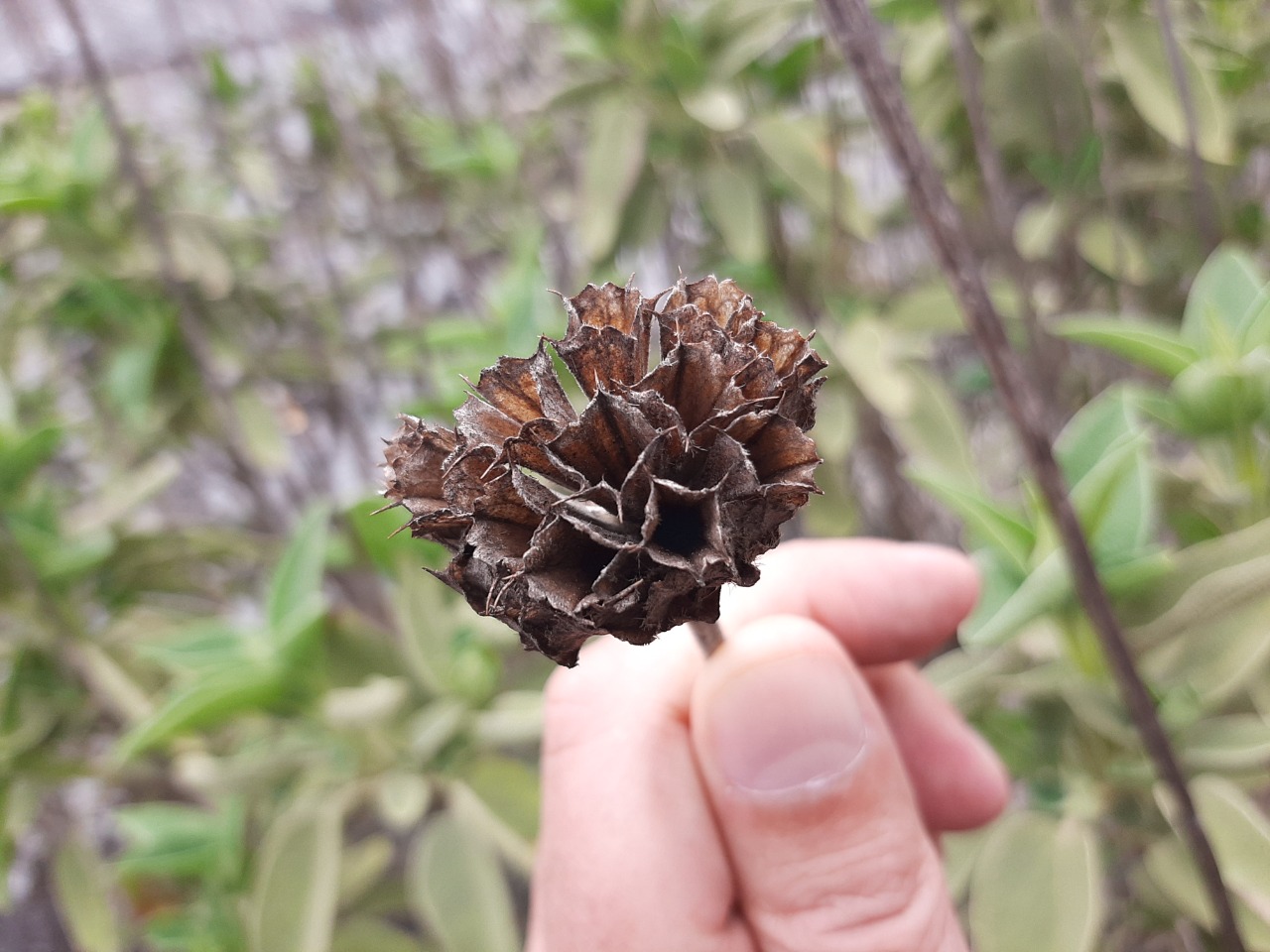 Phlomis bourgaei