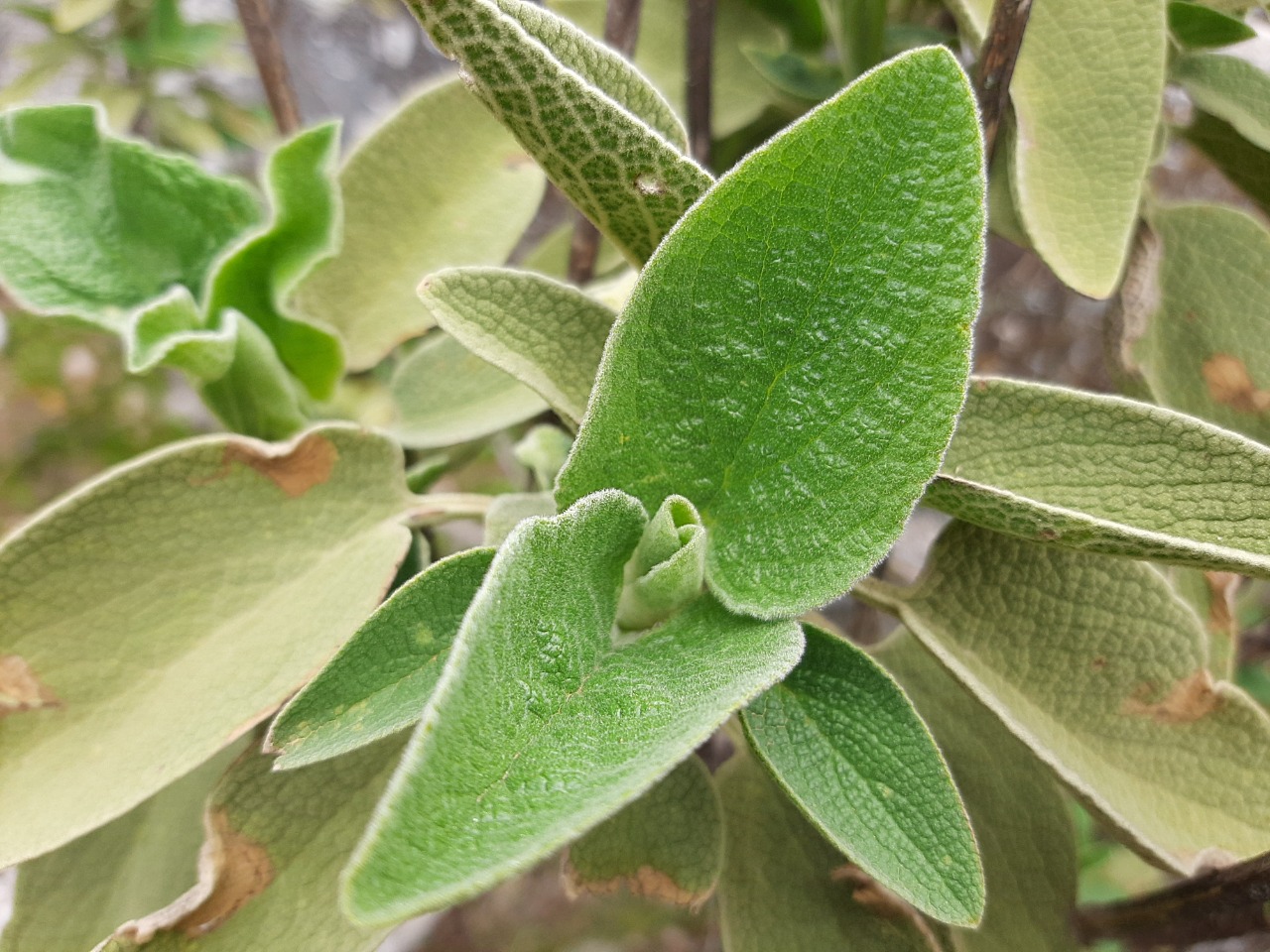 Phlomis bourgaei