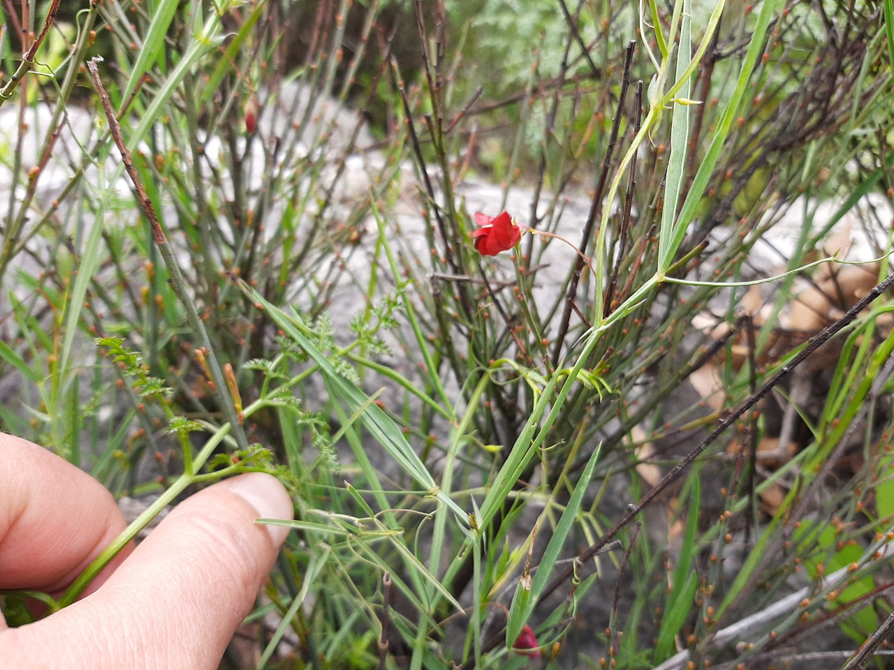 Lathyrus setifolius