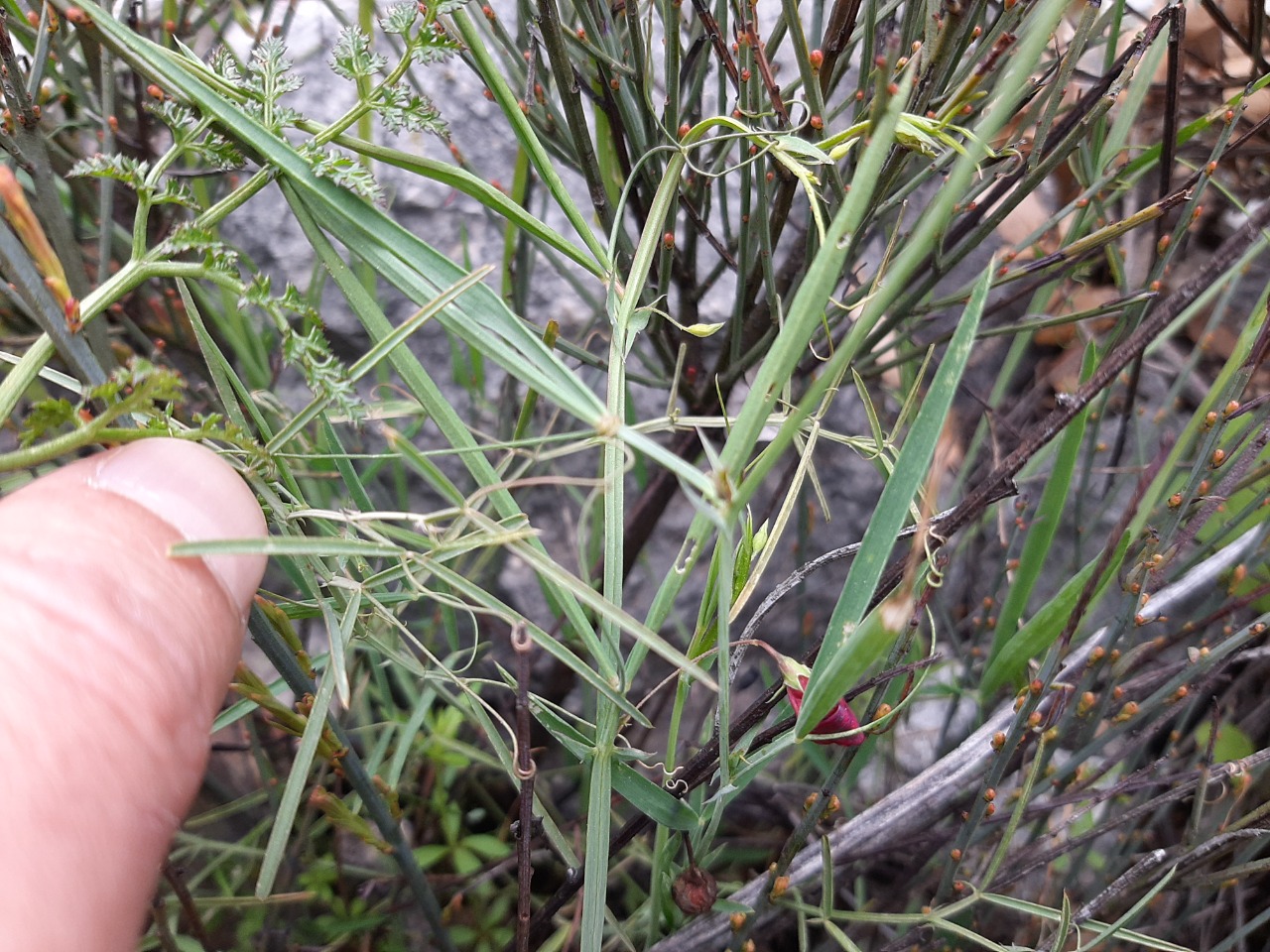 Lathyrus setifolius