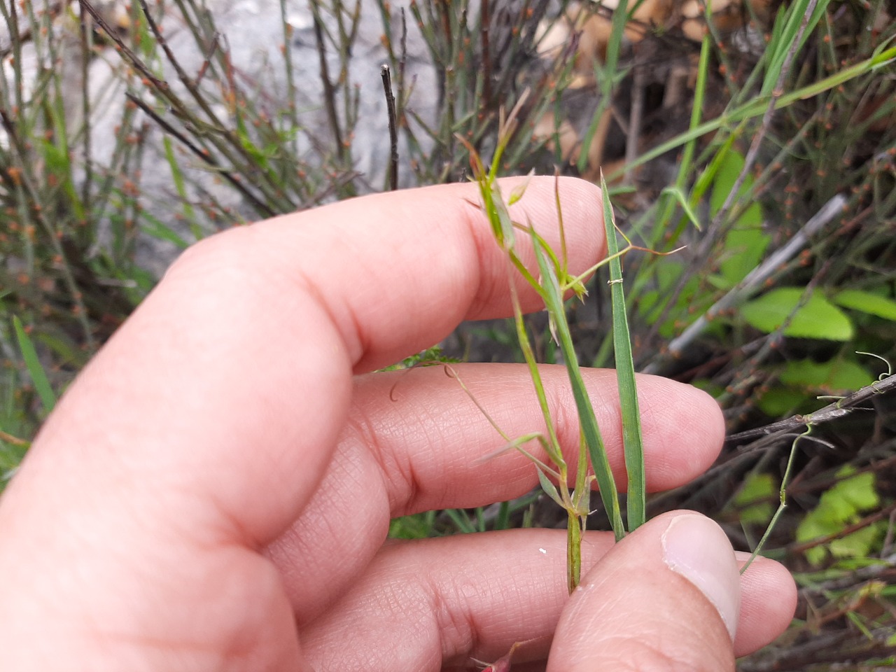 Lathyrus setifolius