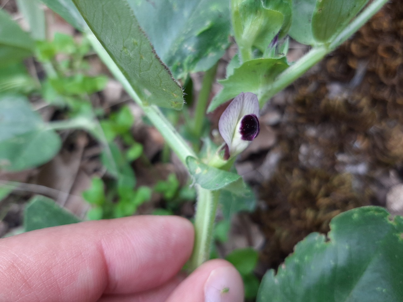 Vicia galilaea