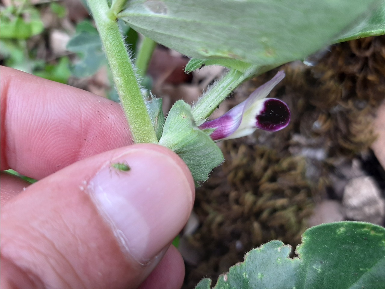 Vicia galilaea