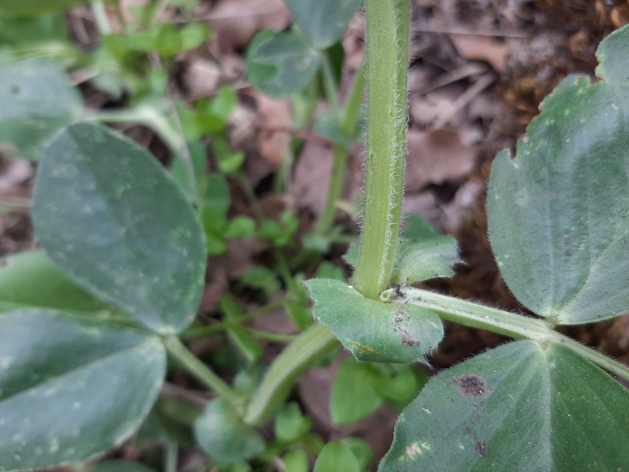 Vicia galilaea