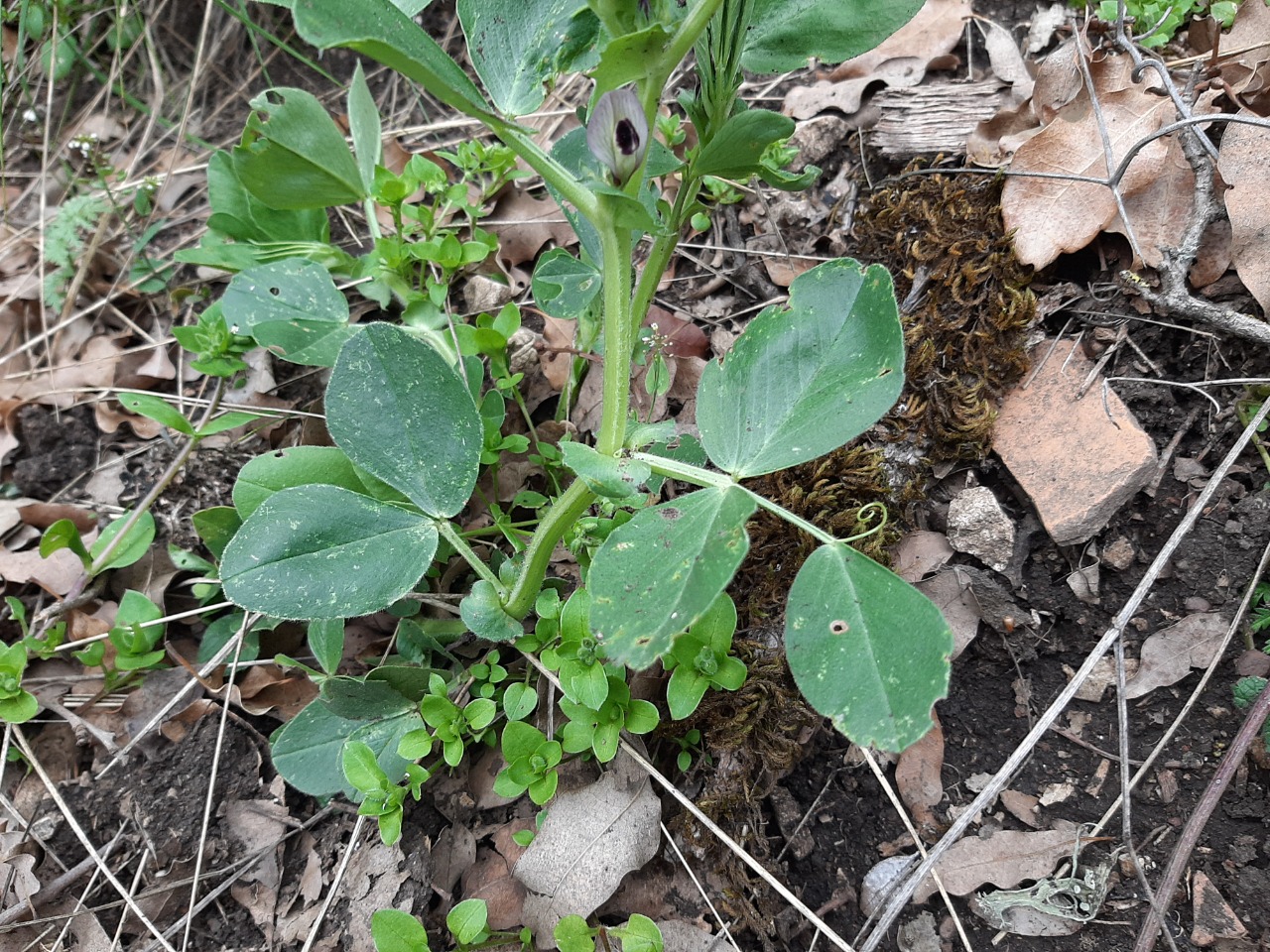 Vicia galilaea