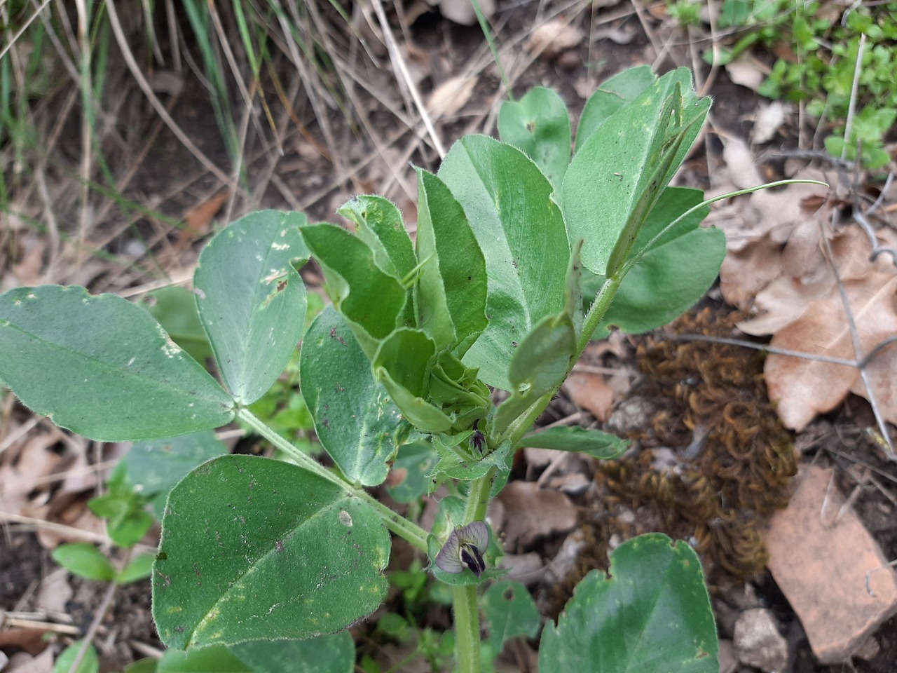 Vicia galilaea