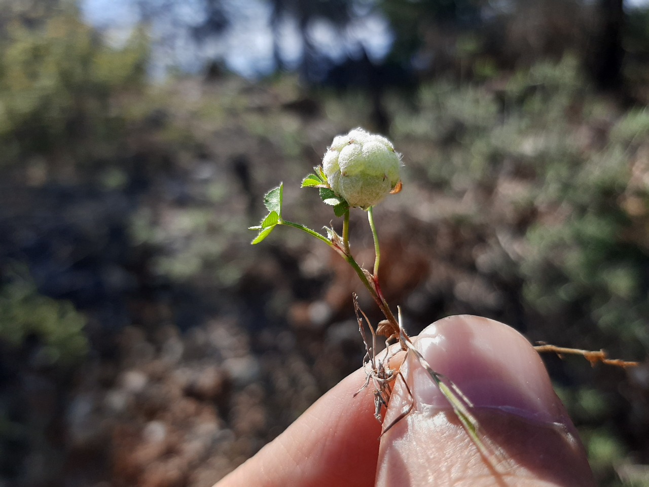 Trifolium tomentosum