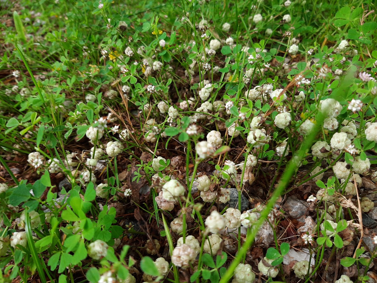 Trifolium tomentosum