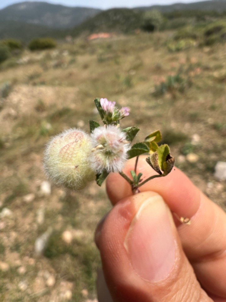 Trifolium tomentosum