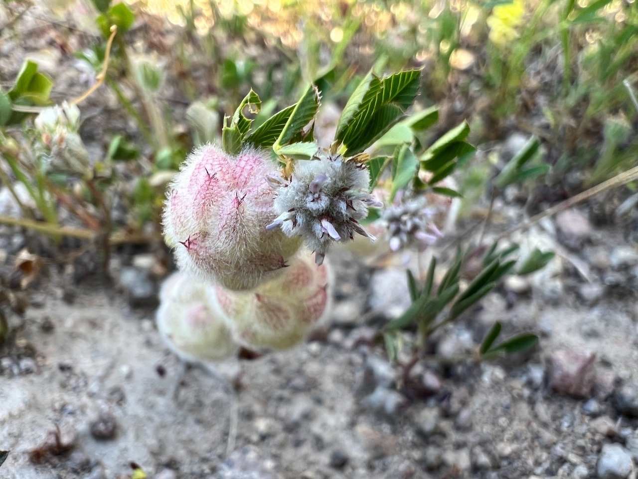 Trifolium tomentosum