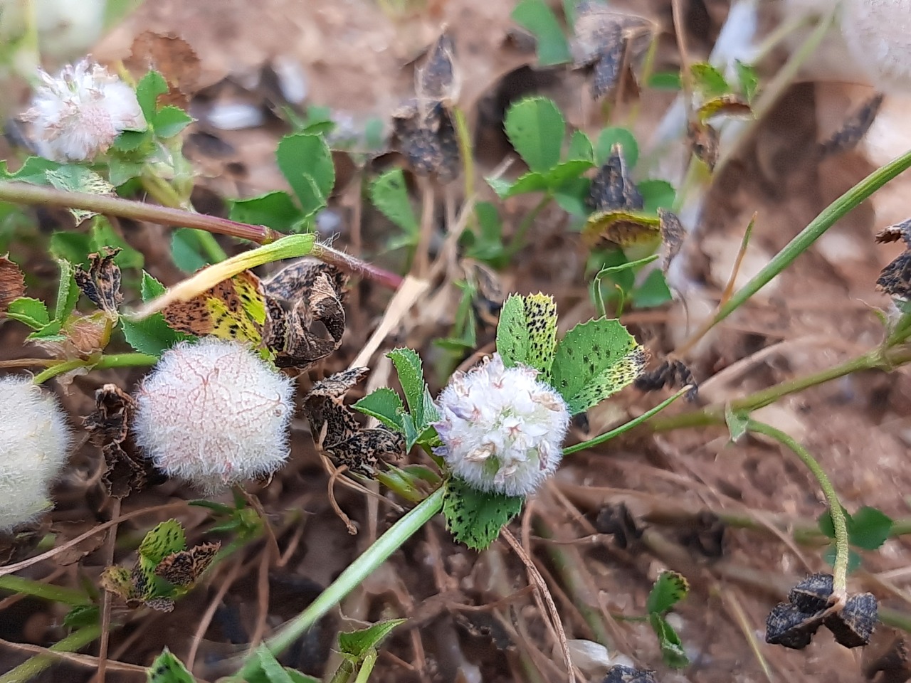 Trifolium tomentosum