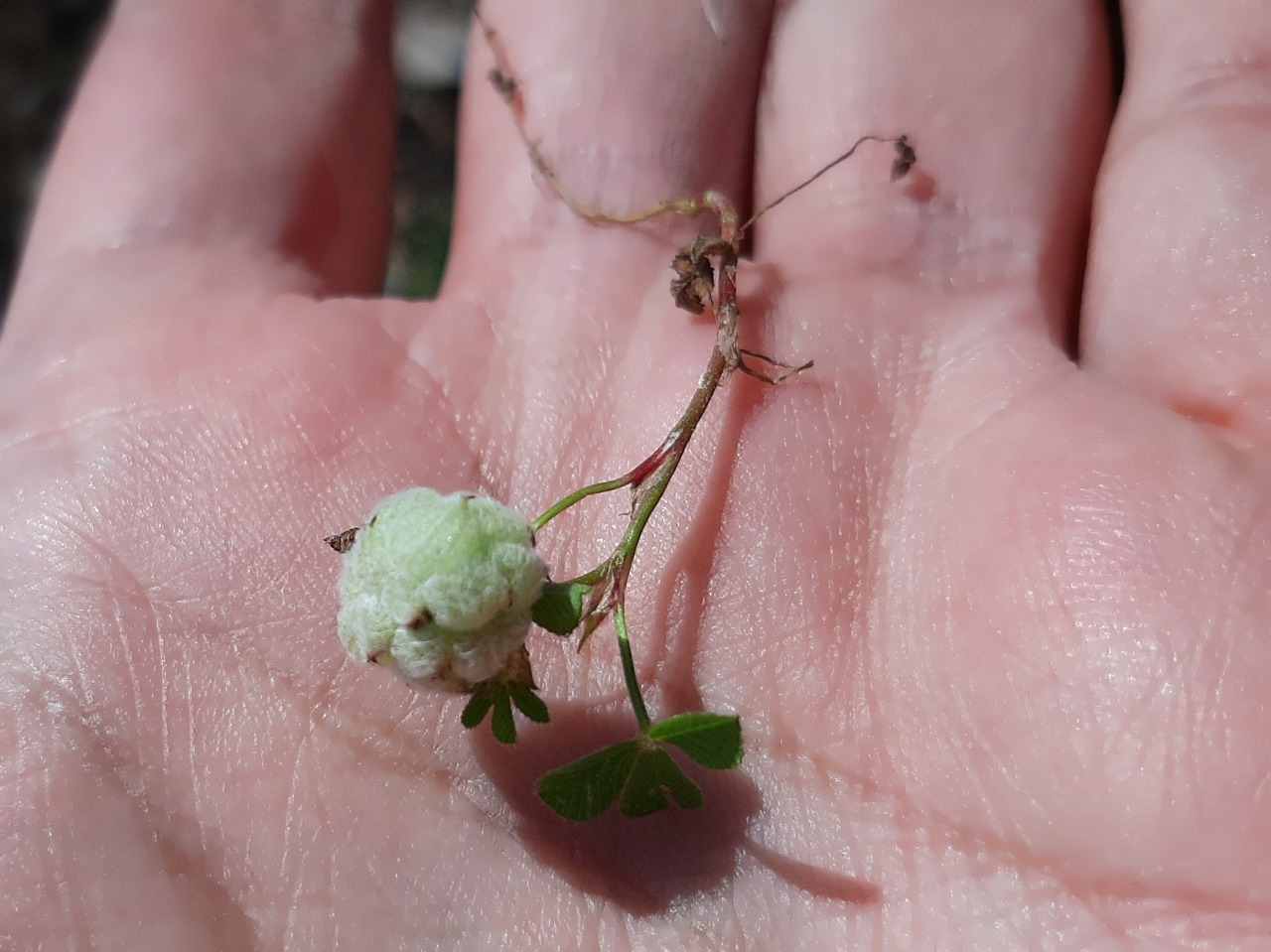 Trifolium tomentosum