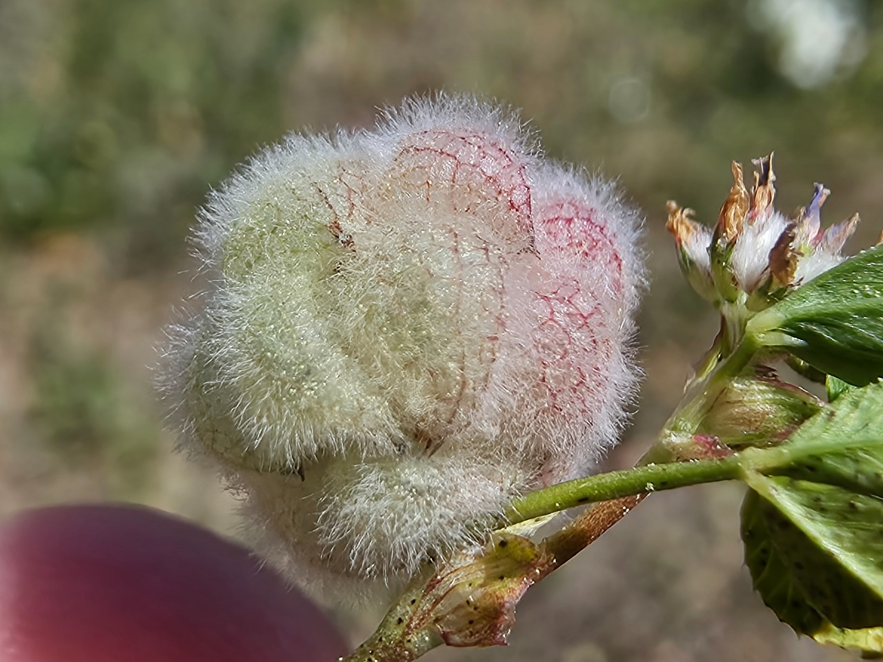 Trifolium tomentosum