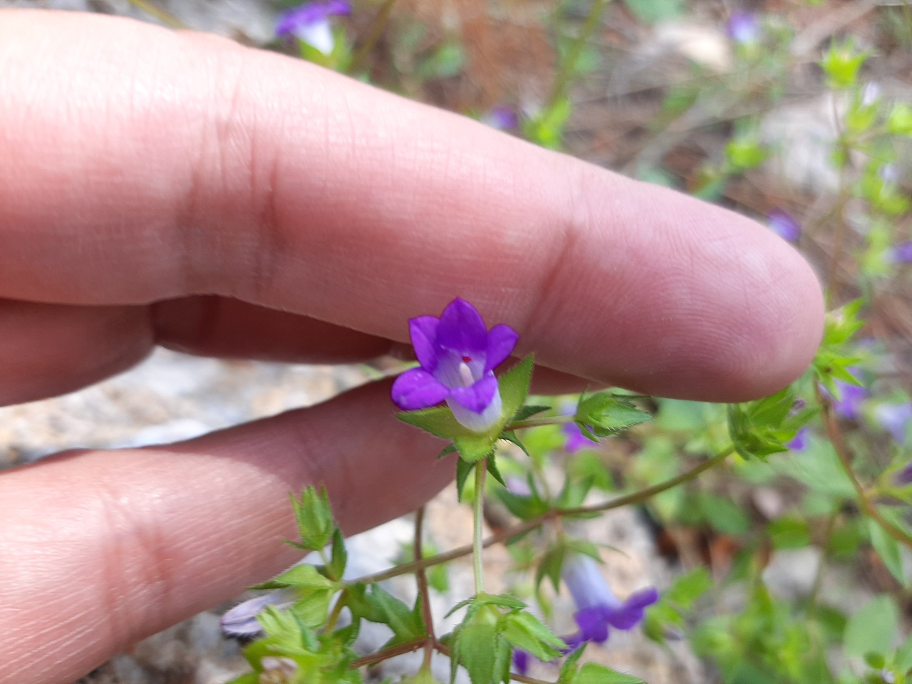 Campanula simulans