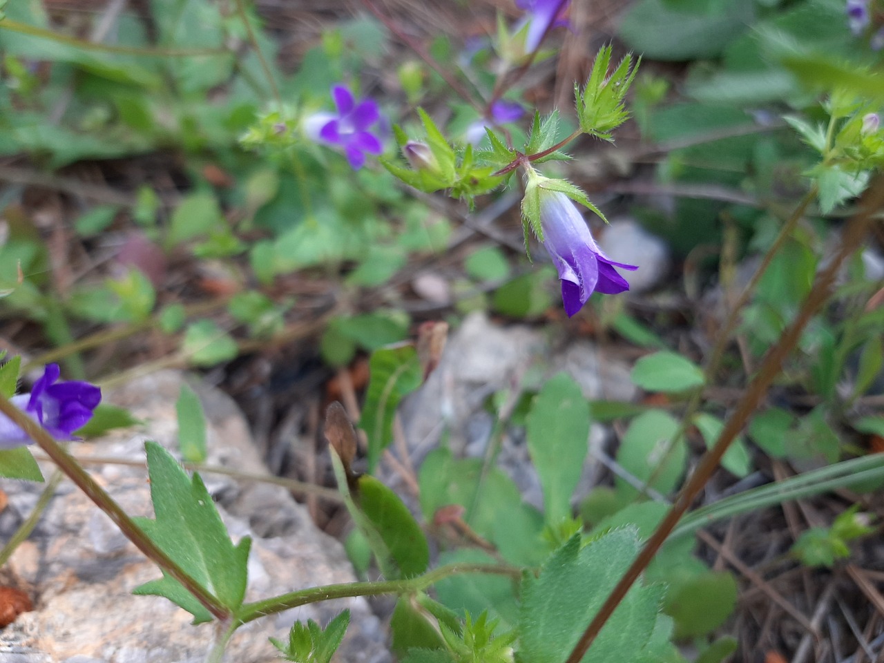 Campanula simulans