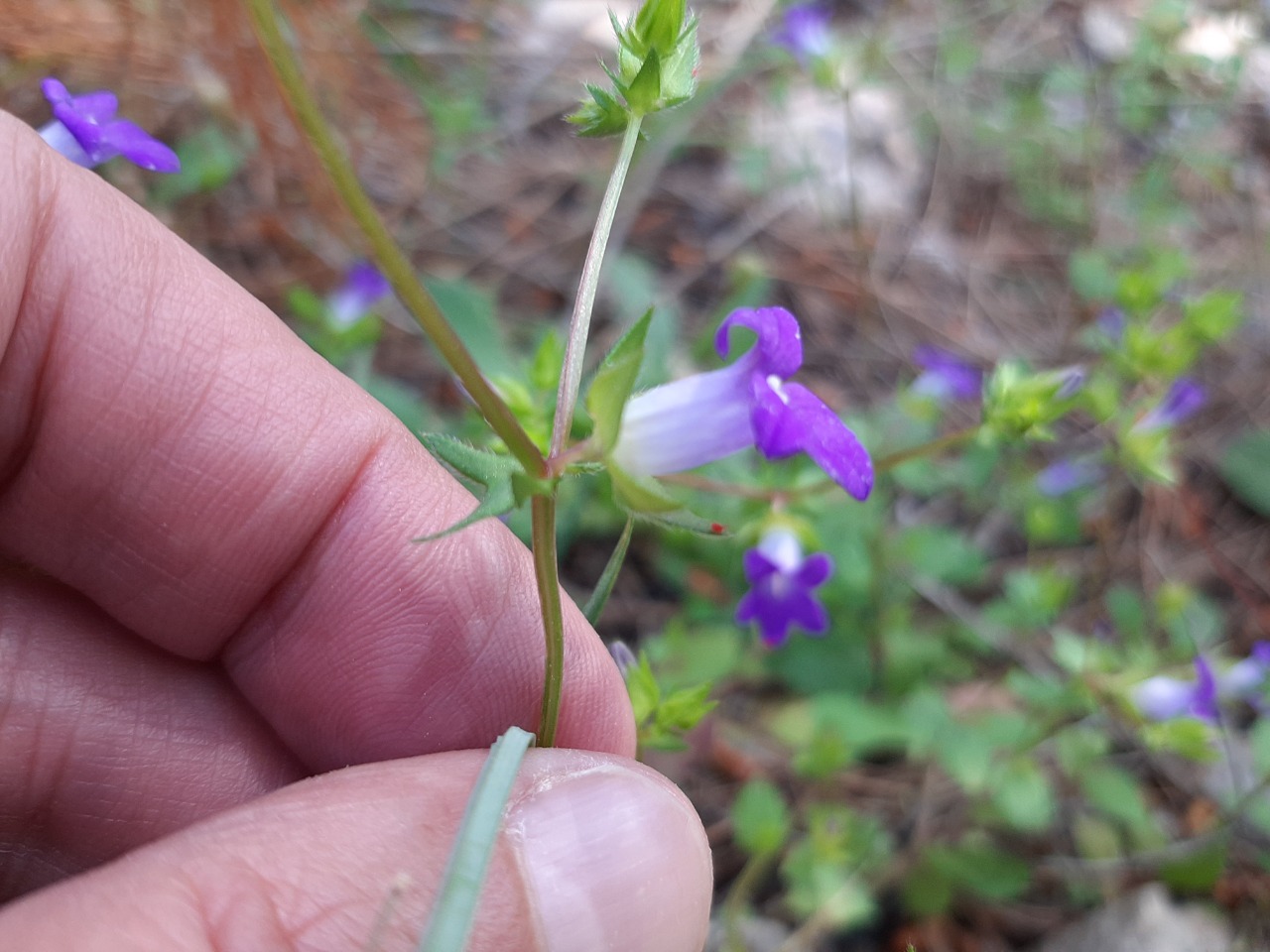 Campanula simulans