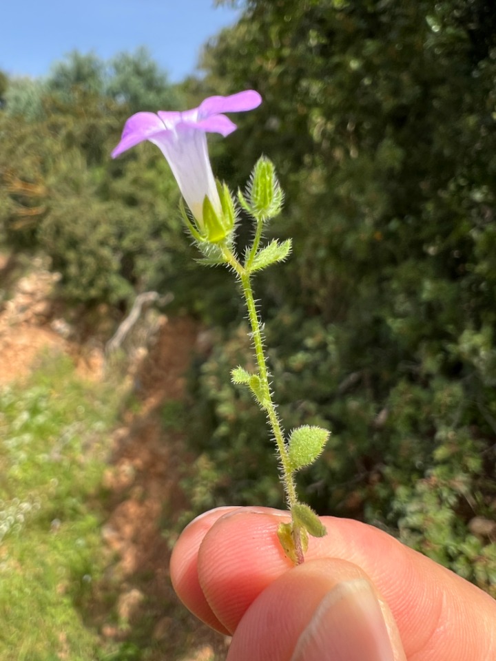 Campanula simulans