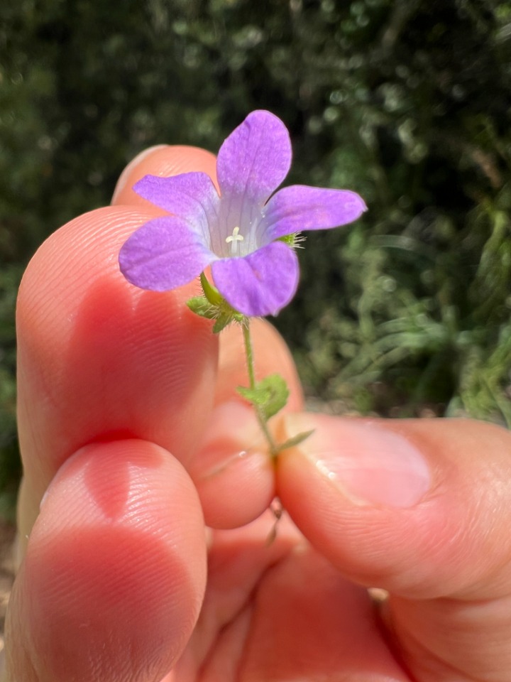 Campanula simulans