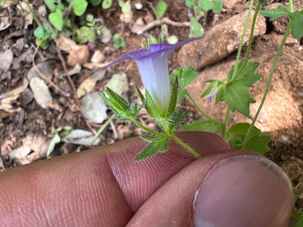 Campanula simulans