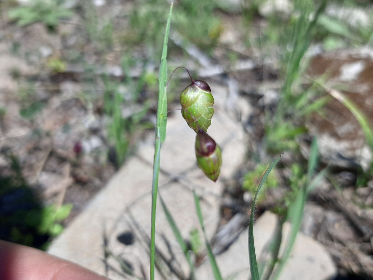 Briza maxima
