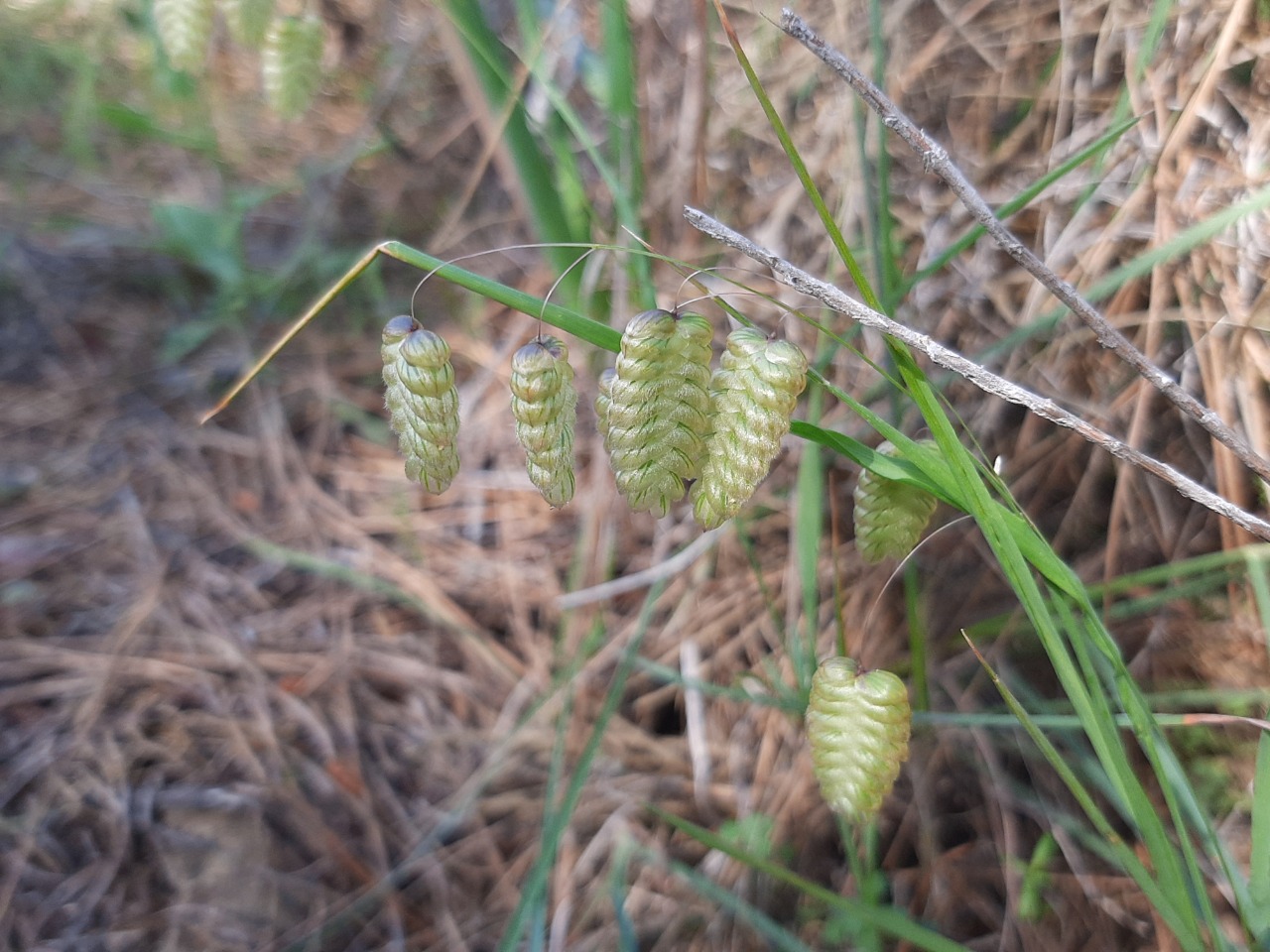Briza maxima