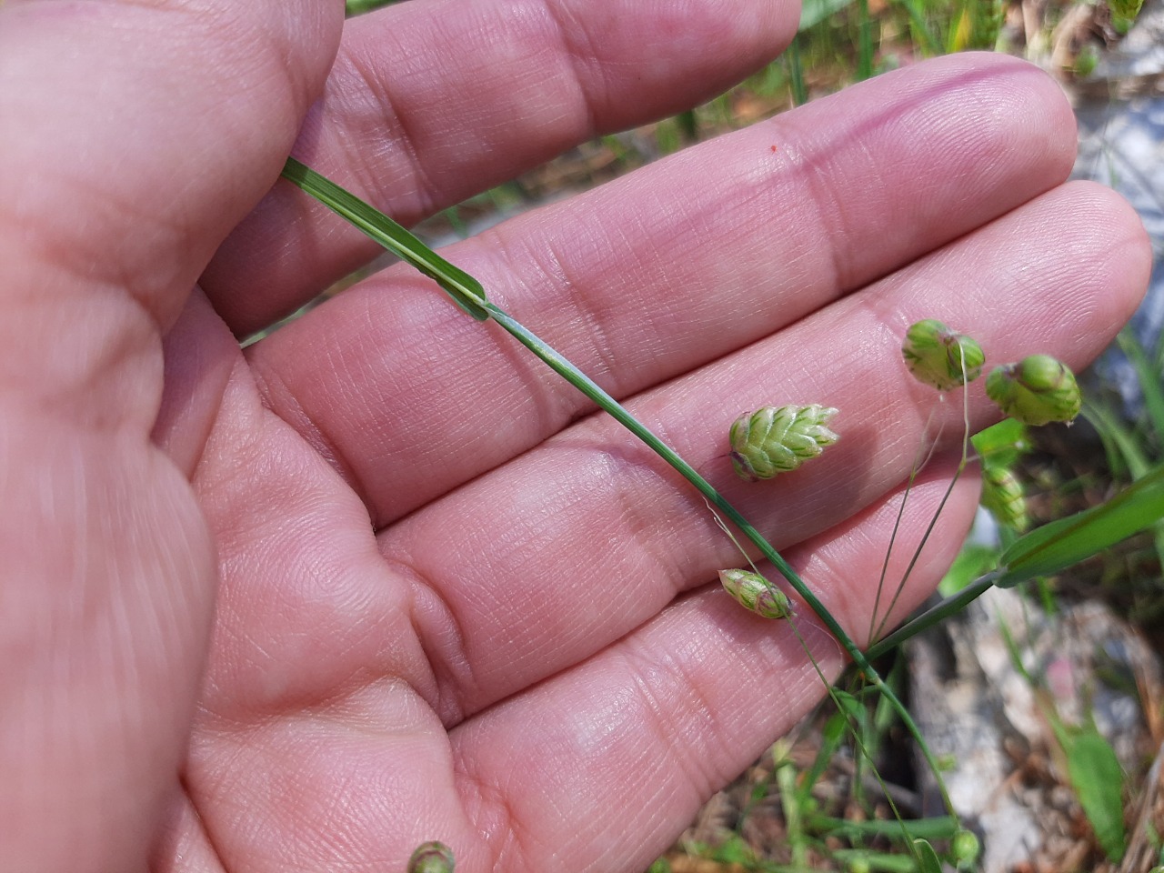 Briza maxima