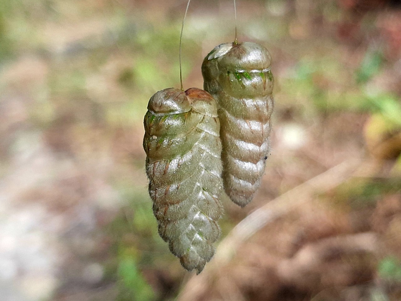 Briza maxima