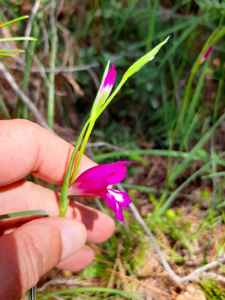 Gladiolus italicus