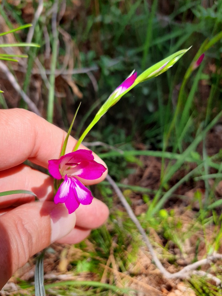 Gladiolus italicus