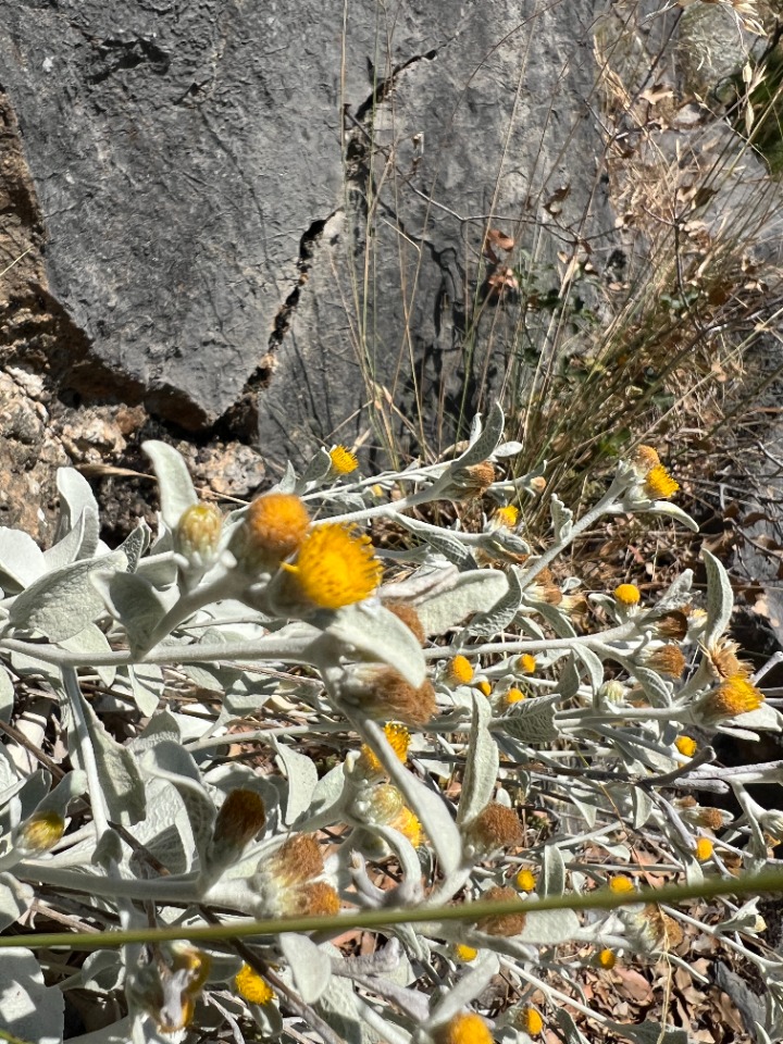 Inula heterolepis