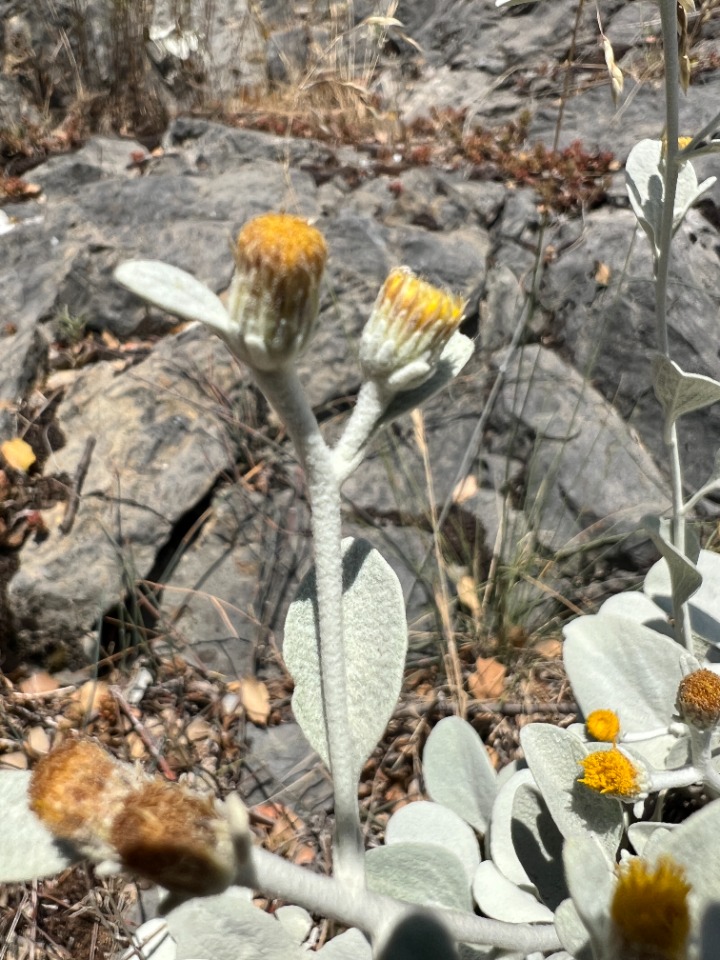 Inula heterolepis