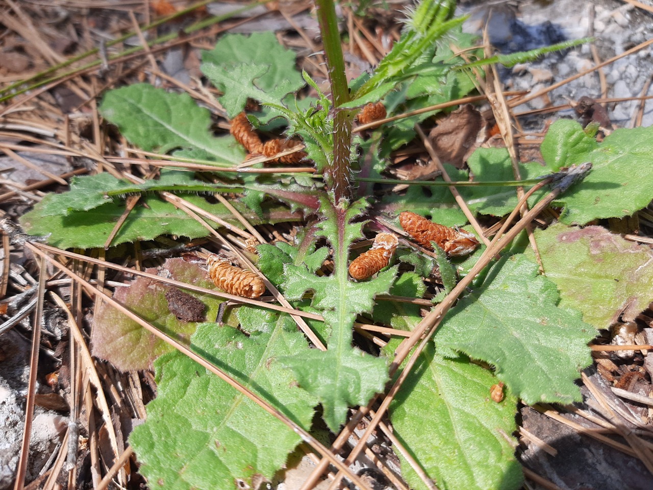 Urospermum picroides