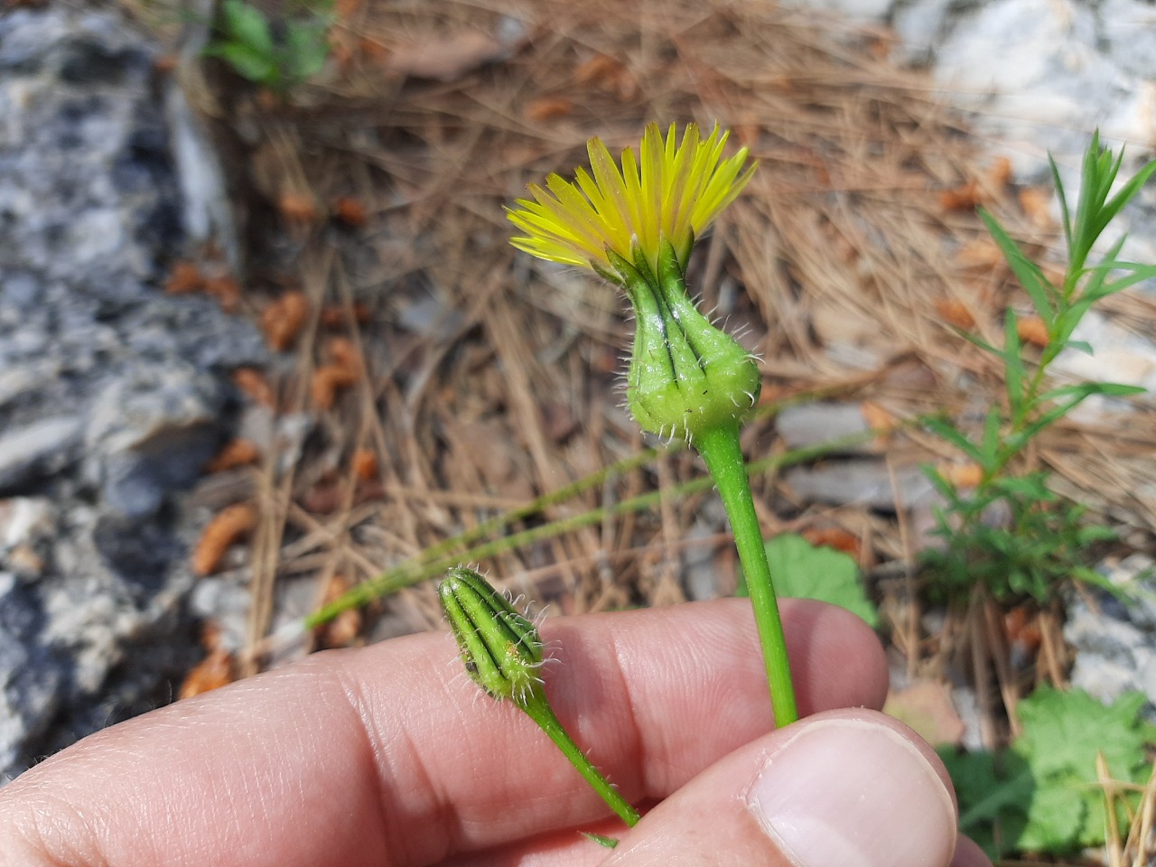 Urospermum picroides