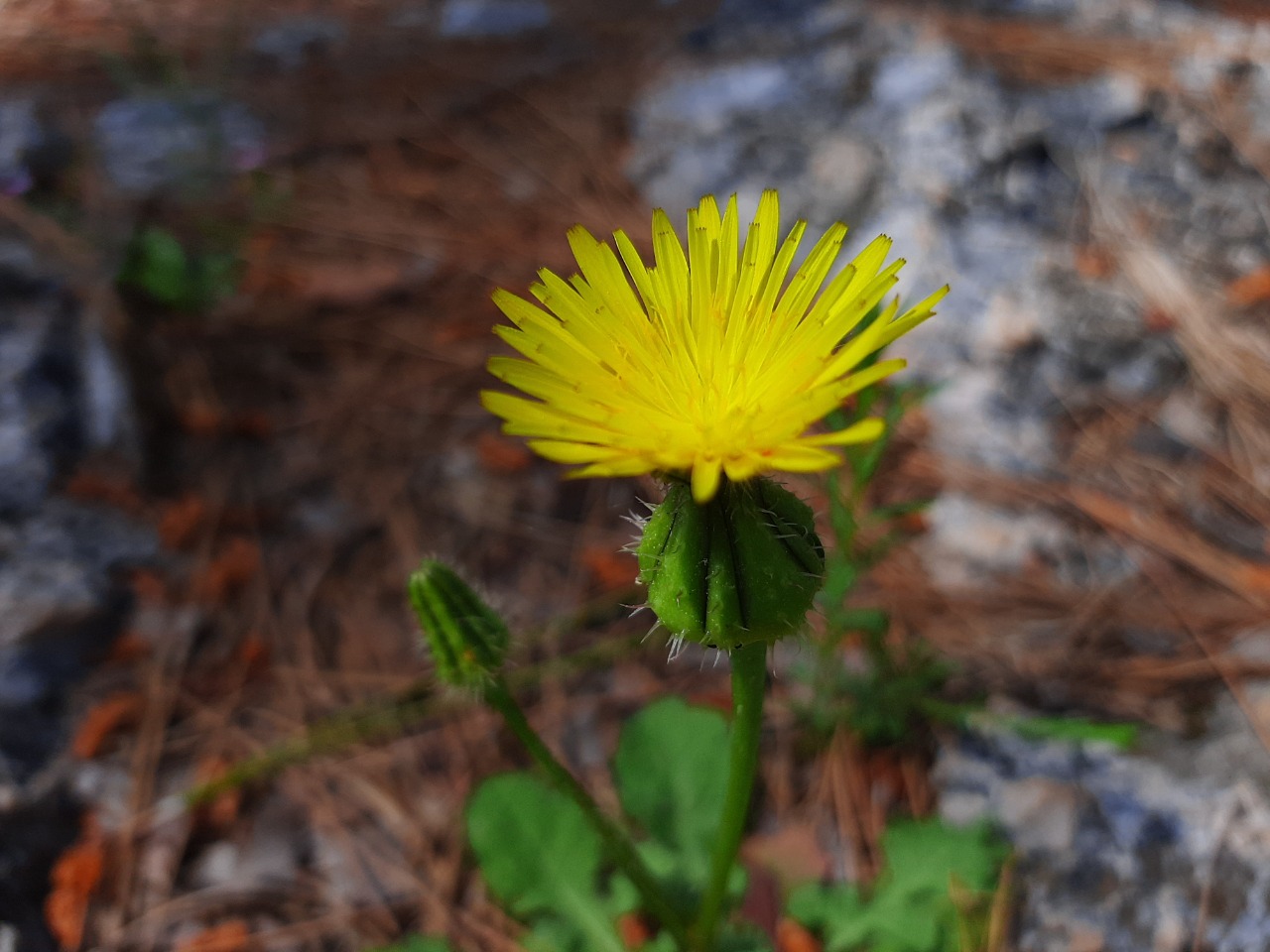 Urospermum picroides