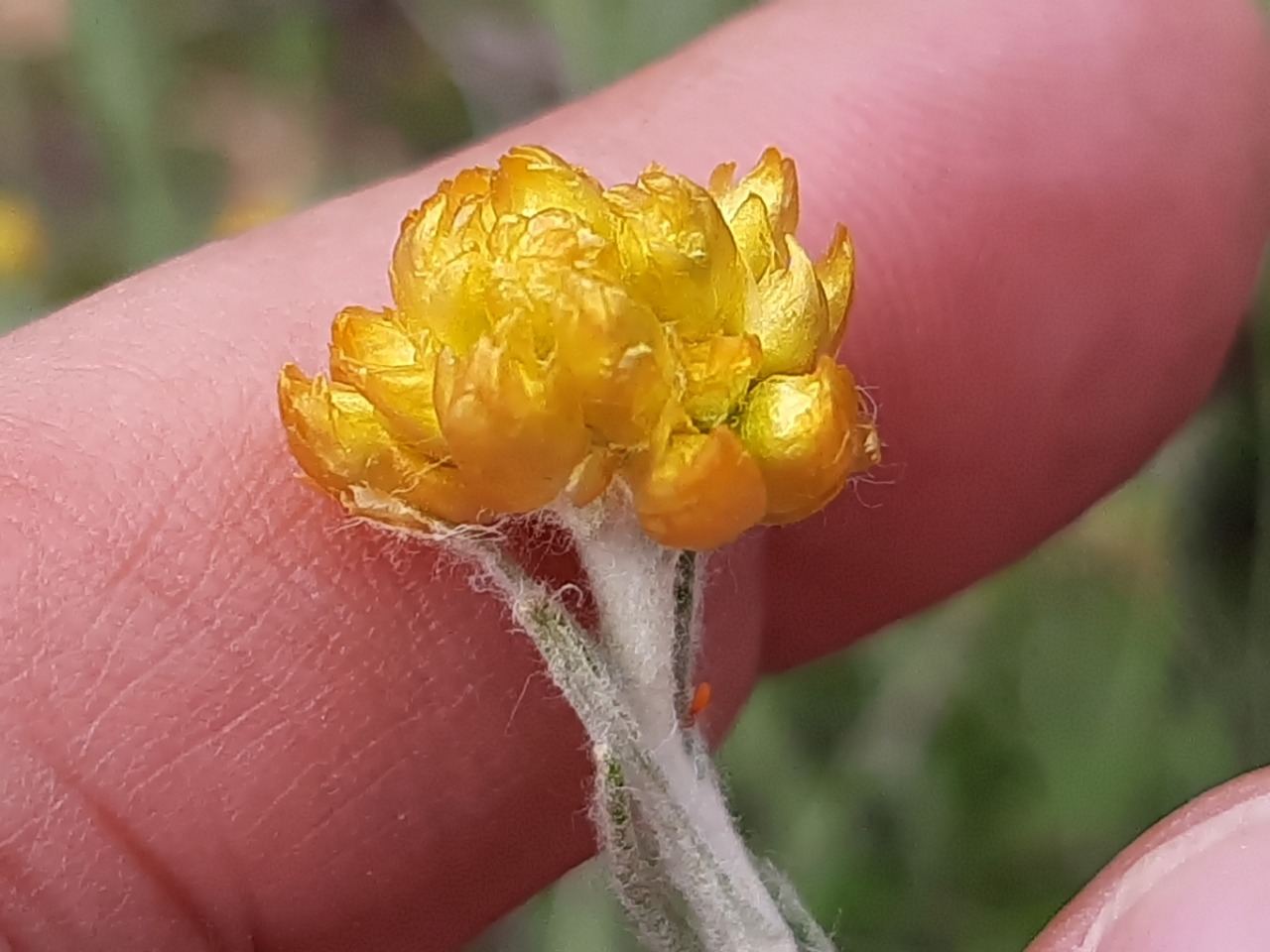 Helichrysum stoechas subsp. barrelieri