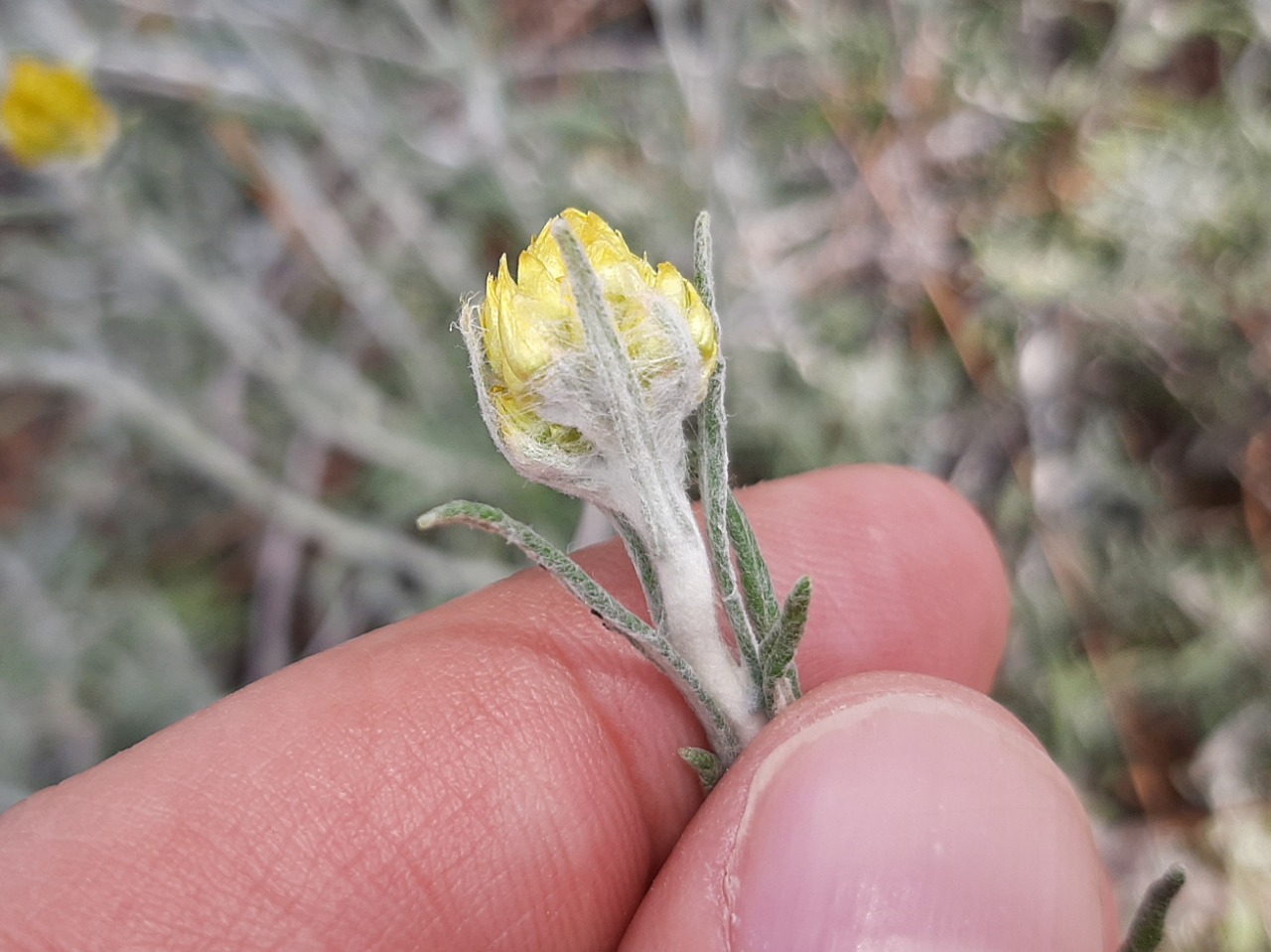 Helichrysum stoechas subsp. barrelieri