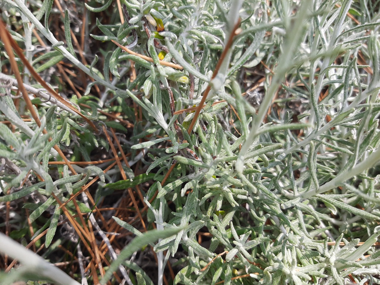 Helichrysum stoechas subsp. barrelieri