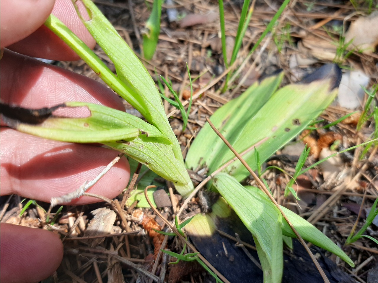 Ophrys holoserica