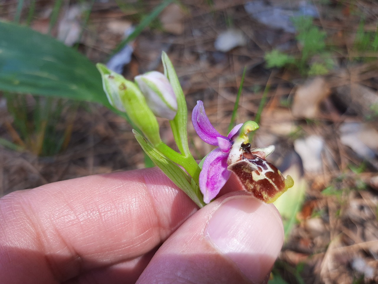 Ophrys holoserica