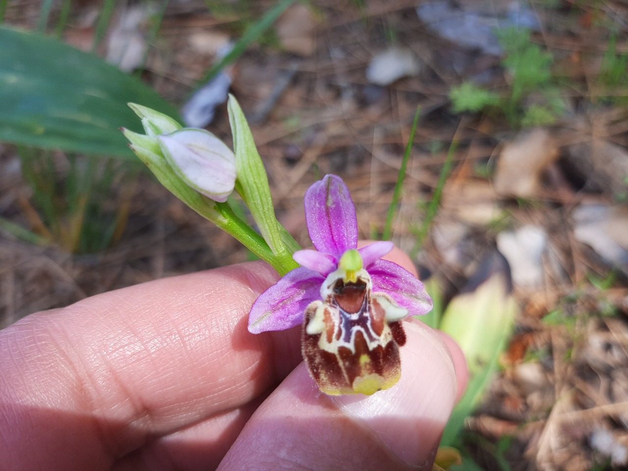 Ophrys holoserica