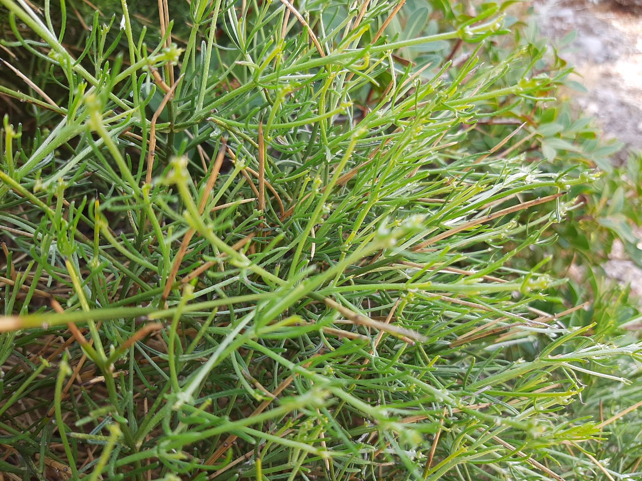 Genista acanthoclada