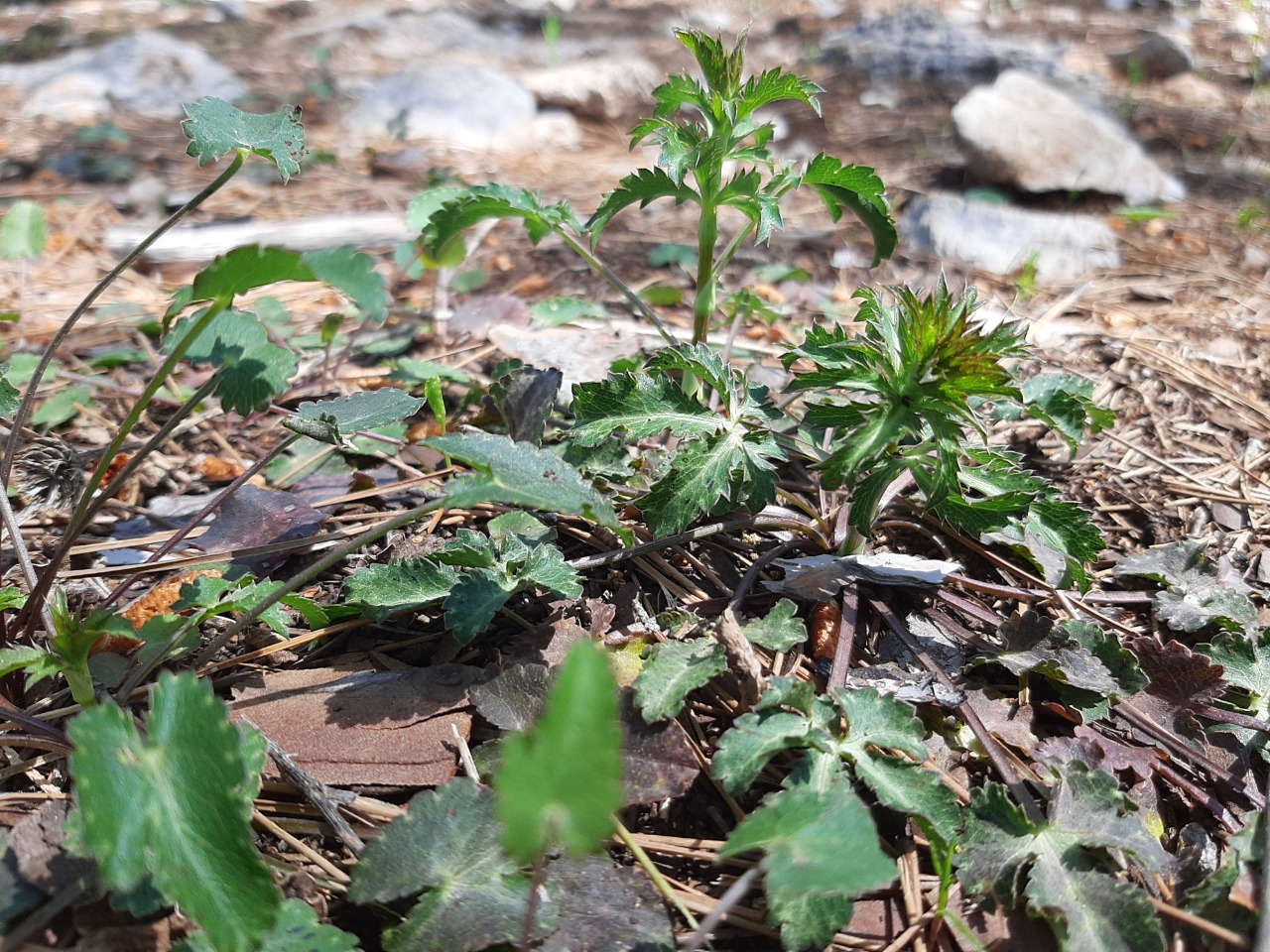 Eryngium falcatum