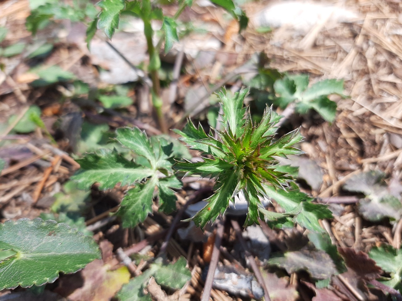 Eryngium falcatum