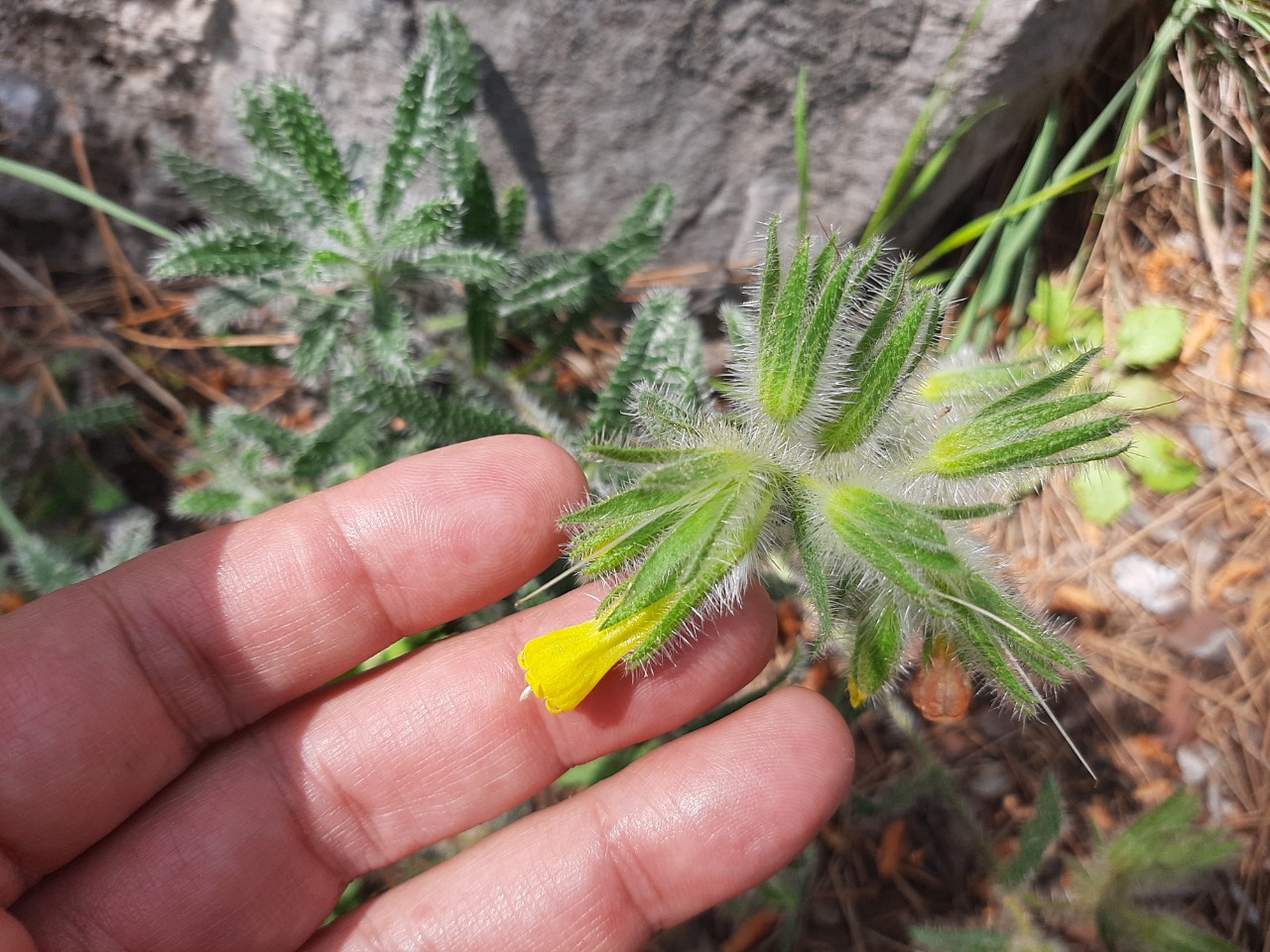 Onosma strigosissima