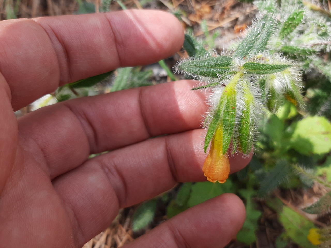 Onosma strigosissima