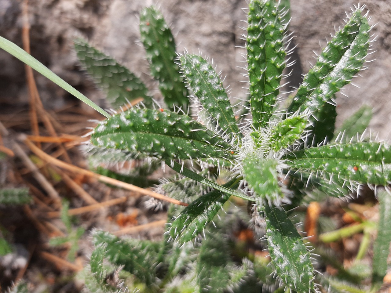 Onosma strigosissima