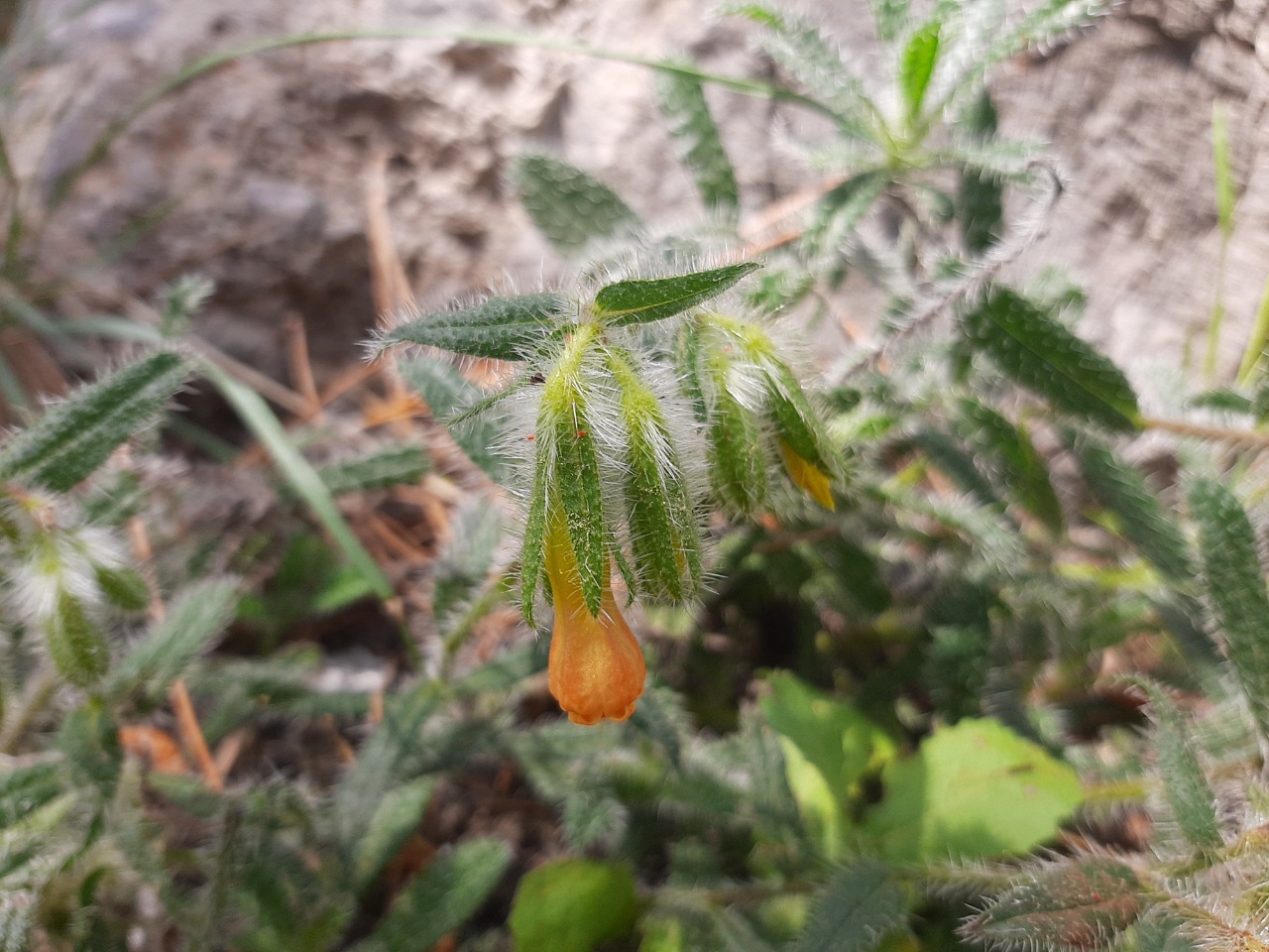 Onosma strigosissima