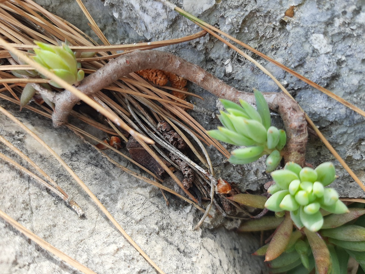 Sedum sediforme