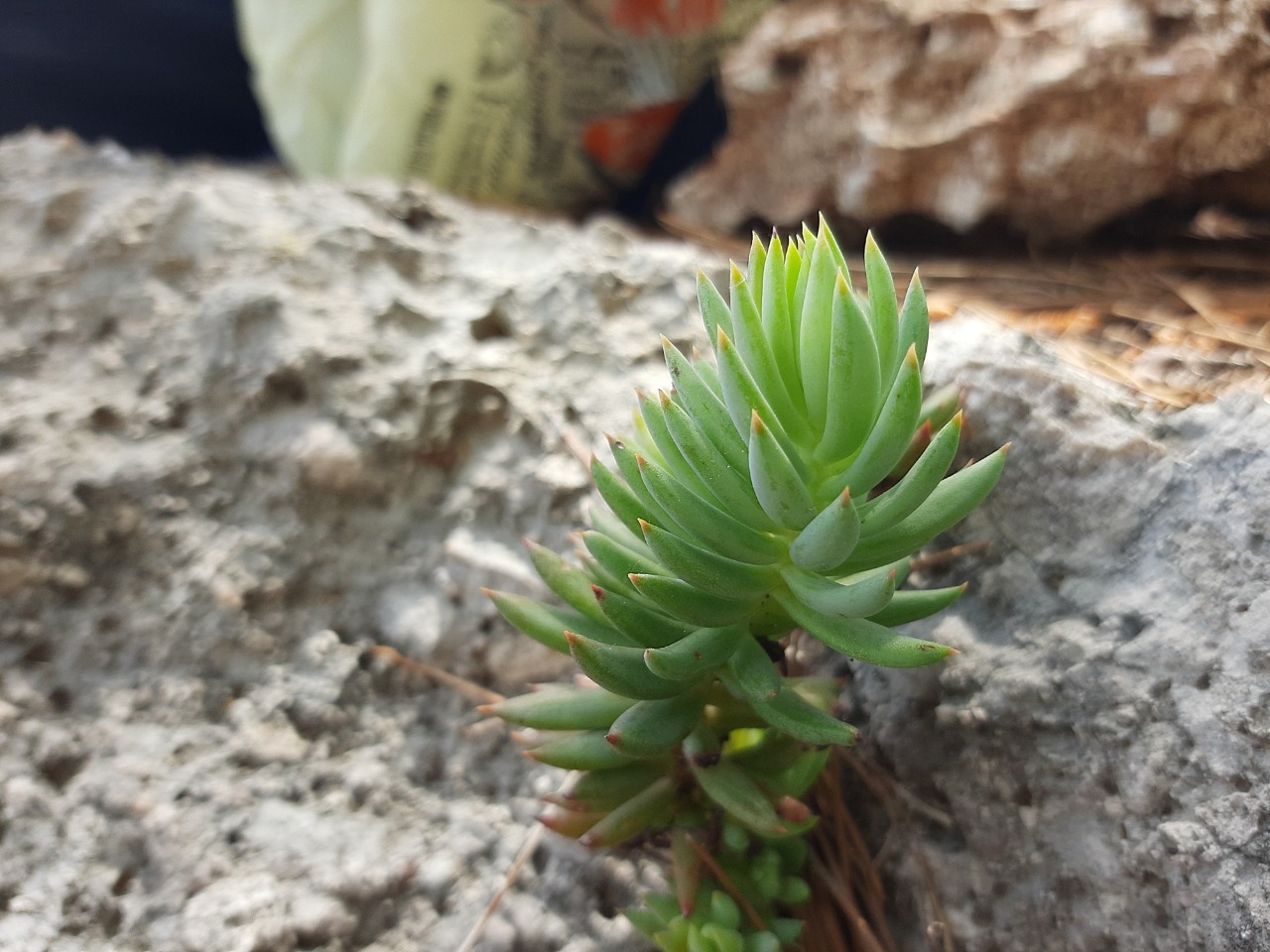 Sedum sediforme