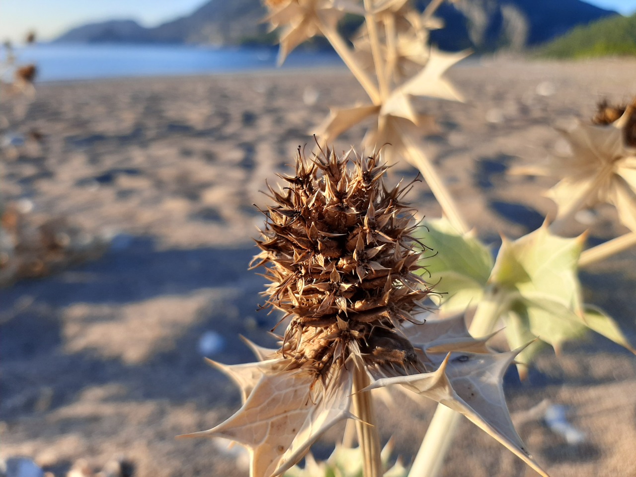 Eryngium maritimum